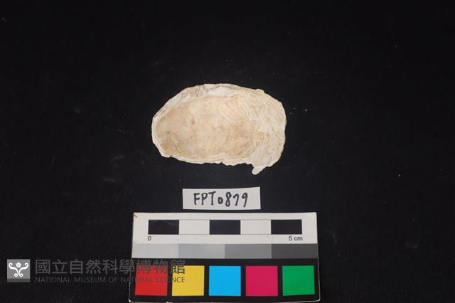 貝殼藏品圖，第2張