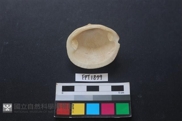 貝殼藏品圖，第2張