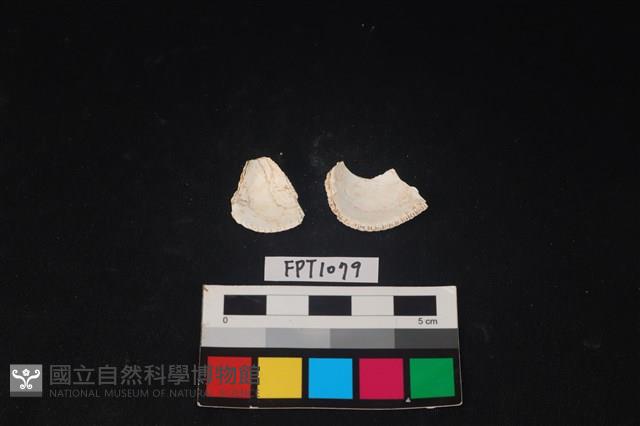 貝殼藏品圖，第2張