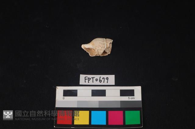 貝殼藏品圖，第2張