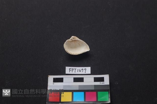 貝殼藏品圖，第2張