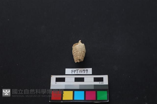 貝殼藏品圖，第2張