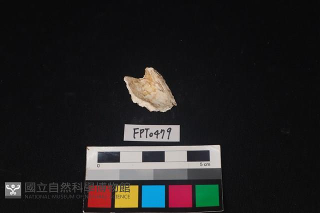 貝殼藏品圖，第2張