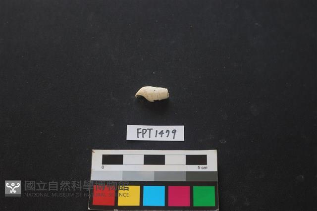 貝殼藏品圖，第2張