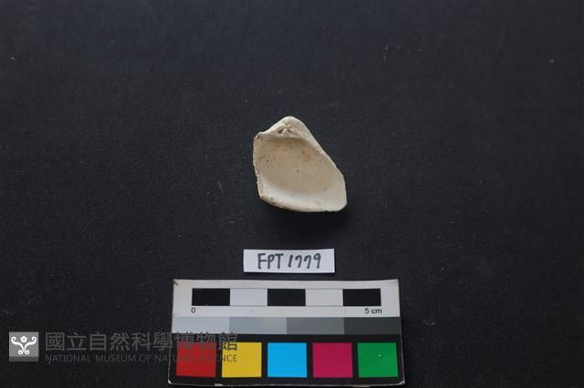 貝殼藏品圖，第2張