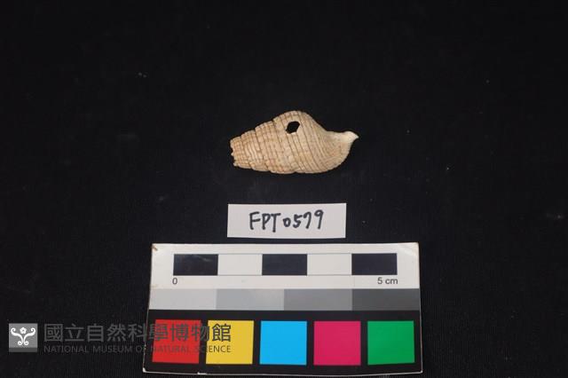 貝殼藏品圖，第2張