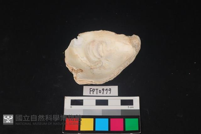 貝殼藏品圖，第2張
