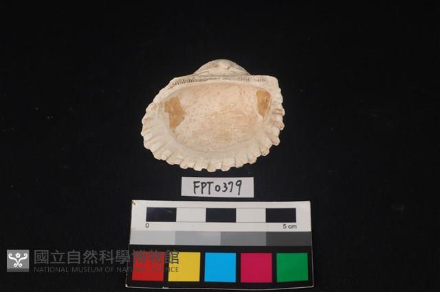貝殼藏品圖，第2張