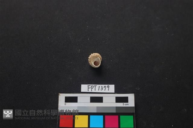 貝殼藏品圖，第2張