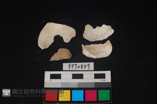 貝殼藏品圖，第2張
