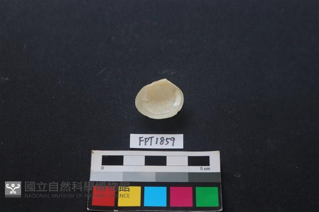 貝殼藏品圖，第2張