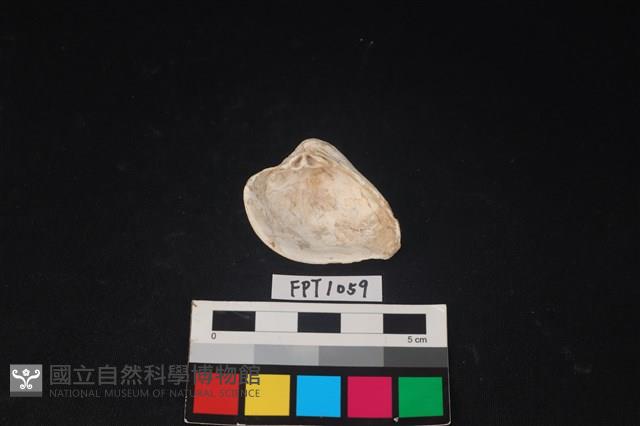 貝殼藏品圖，第2張