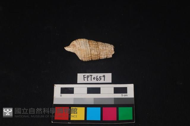 貝殼藏品圖，第2張