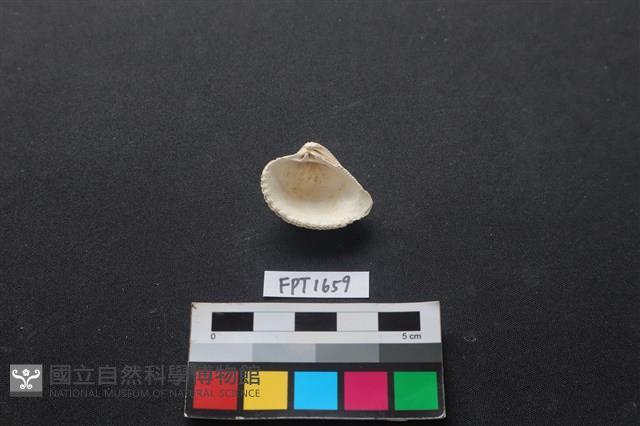貝殼藏品圖，第2張