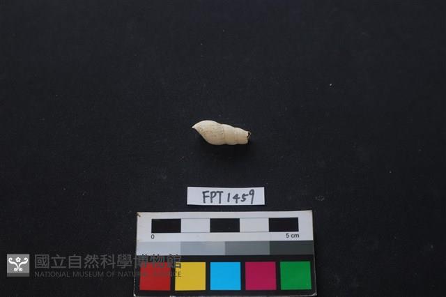 貝殼藏品圖，第2張