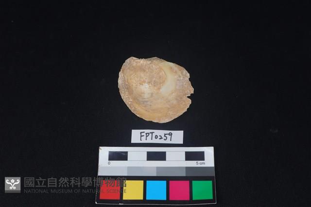 貝殼藏品圖，第2張