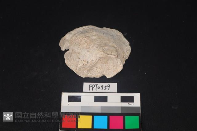 貝殼藏品圖，第2張