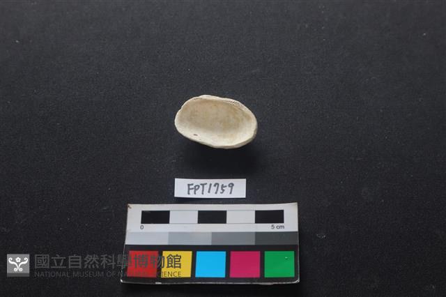 貝殼藏品圖，第2張