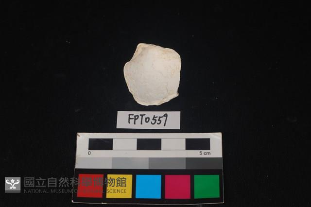 貝殼藏品圖，第2張