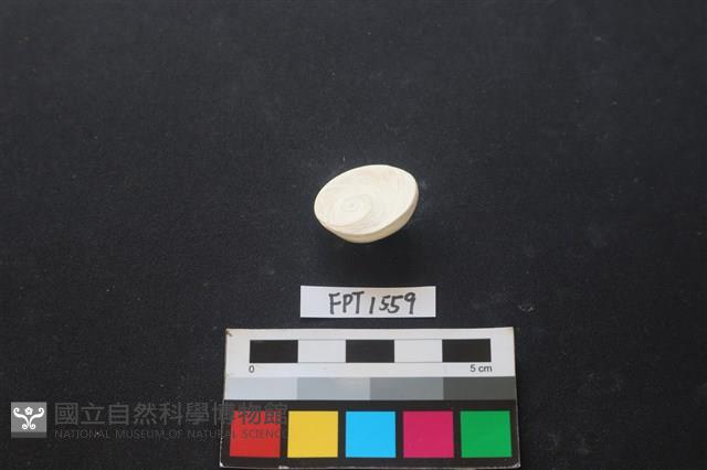 貝殼藏品圖，第2張