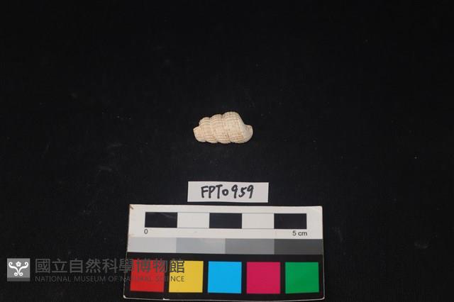 貝殼藏品圖，第2張