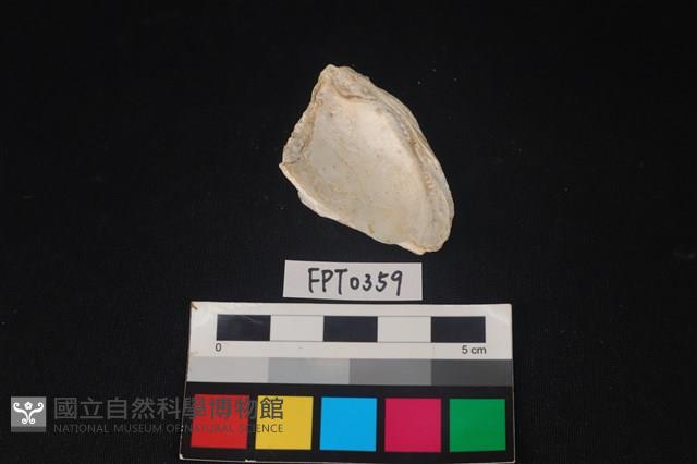 貝殼藏品圖，第2張
