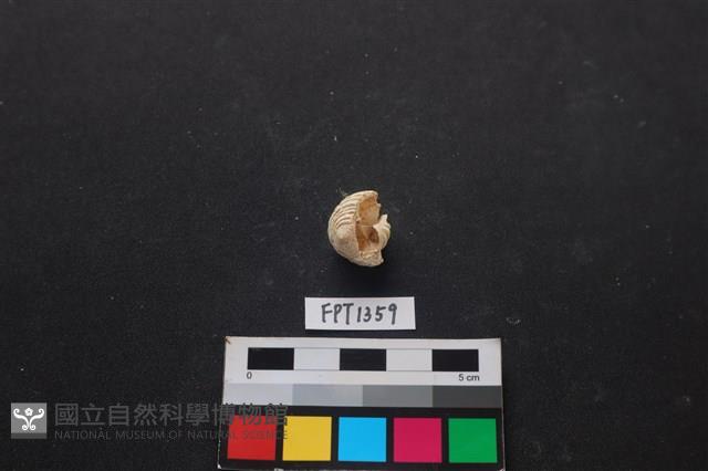 貝殼藏品圖，第2張