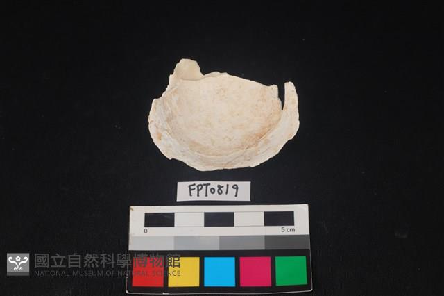 貝殼藏品圖，第2張