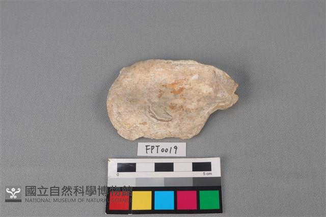 貝殼藏品圖，第2張