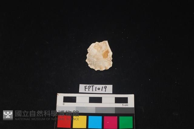 貝殼藏品圖，第2張