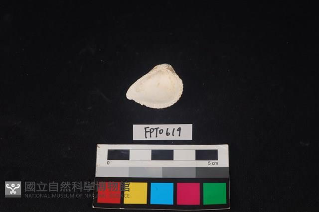貝殼藏品圖，第2張