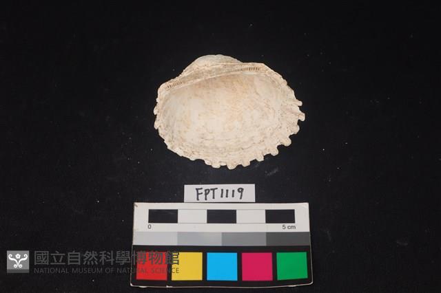 貝殼藏品圖，第2張