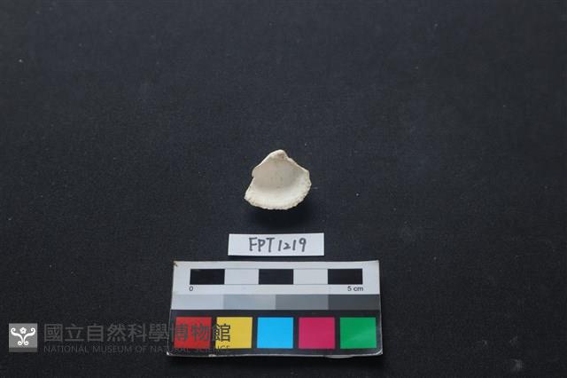 貝殼藏品圖，第2張