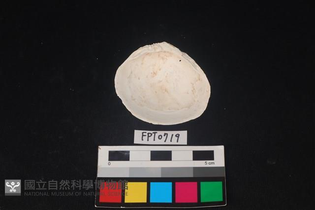 貝殼藏品圖，第2張