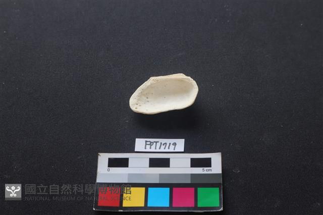 貝殼藏品圖，第2張