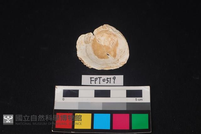 貝殼藏品圖，第2張