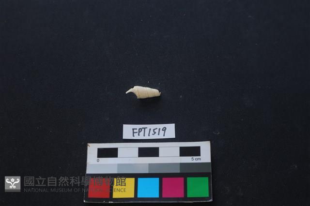 貝殼藏品圖，第2張