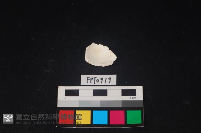 貝殼藏品圖，第2張
