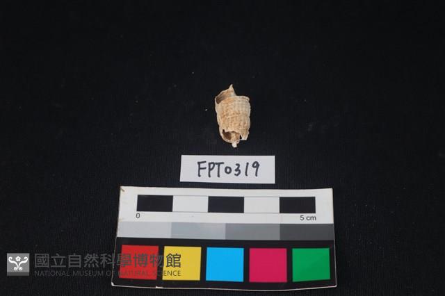 貝殼藏品圖，第2張