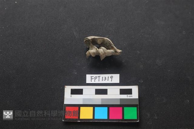 貝殼藏品圖，第2張