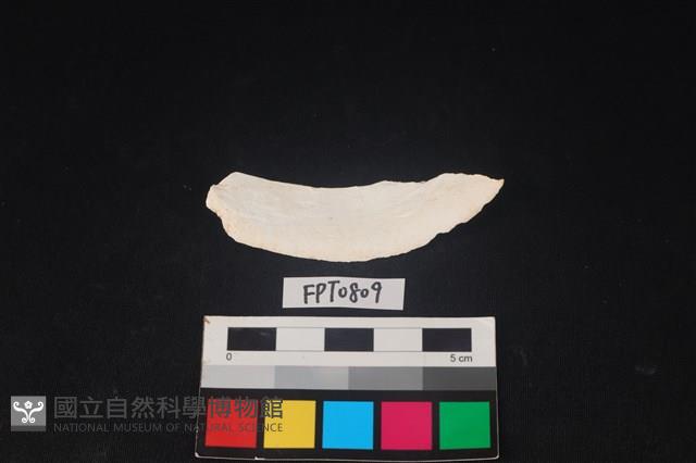 貝殼藏品圖，第2張