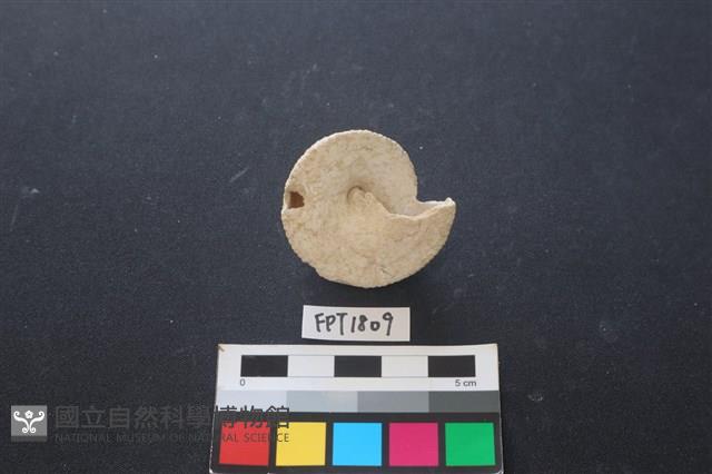 貝殼藏品圖，第2張