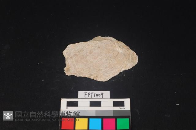 貝殼藏品圖，第2張