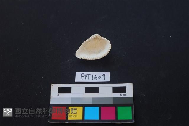 Accession Number:FPT1609 Collection Image, Figure 2, Total 2 Figures