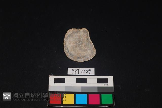 貝殼藏品圖，第2張