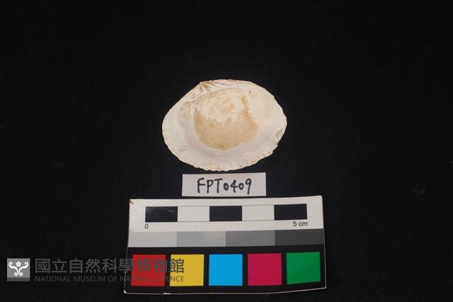 貝殼藏品圖，第2張