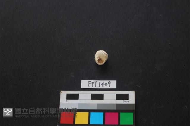 貝殼藏品圖，第2張