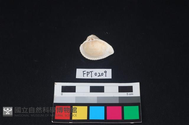 貝殼藏品圖，第2張