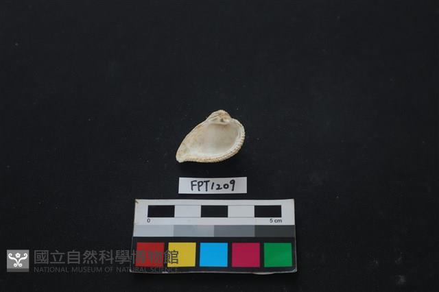 貝殼藏品圖，第2張