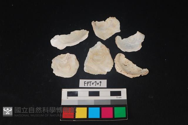 貝殼藏品圖，第2張